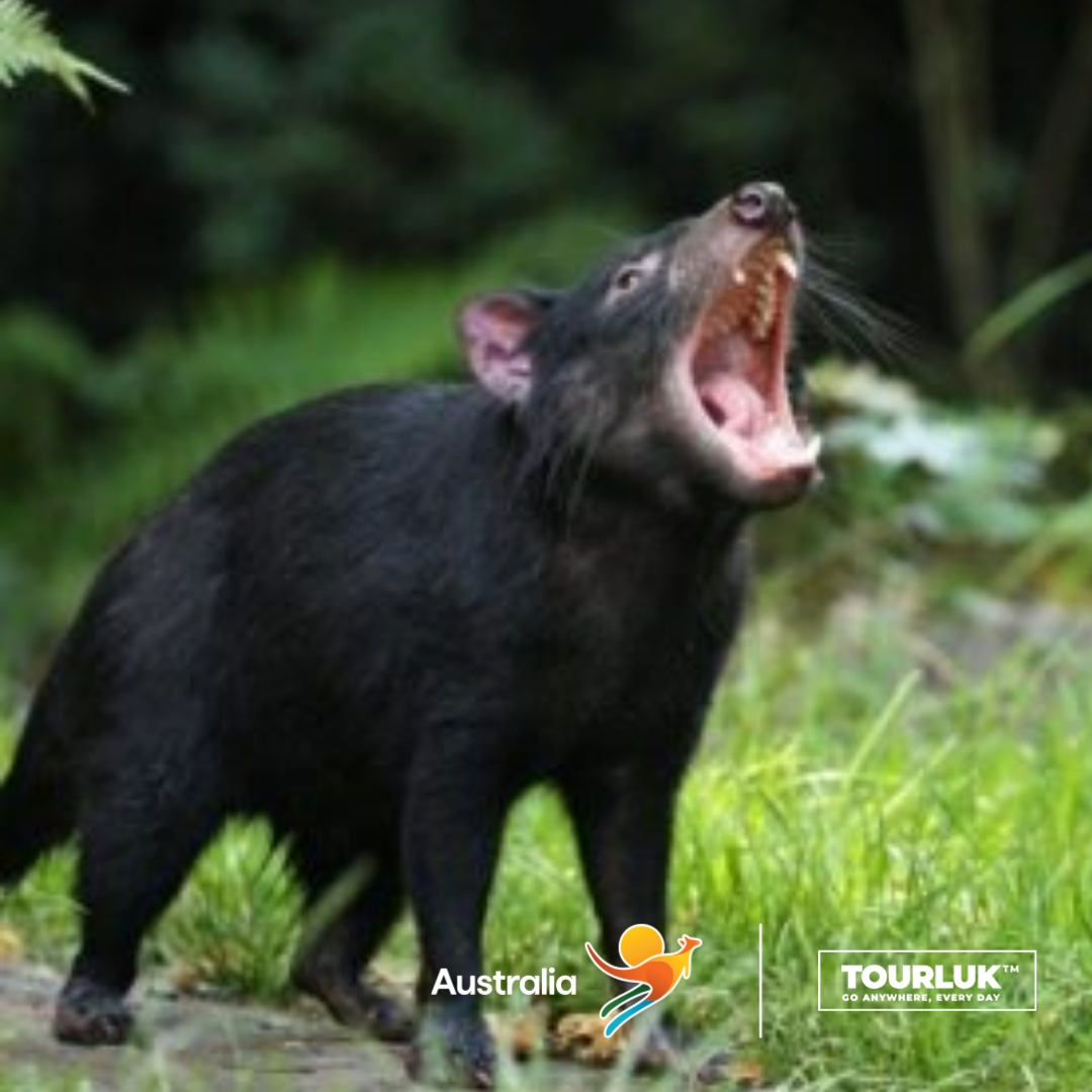 Quỷ Tasmania (Tasmanian Devil) đang đứng trong môi trường tự nhiên với miệng há rộng, thể hiện đặc điểm nổi bật của loài động vật hoang dã đặc hữu của Tasmania, Úc.