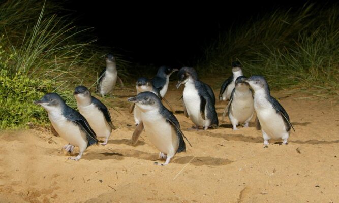 ngắm chim cánh cụt