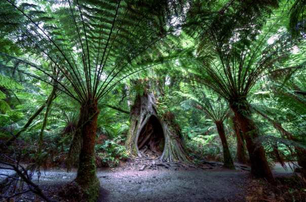 rừng mưa Otway với cây dương xỉ cổ đại trên Great Ocean Road