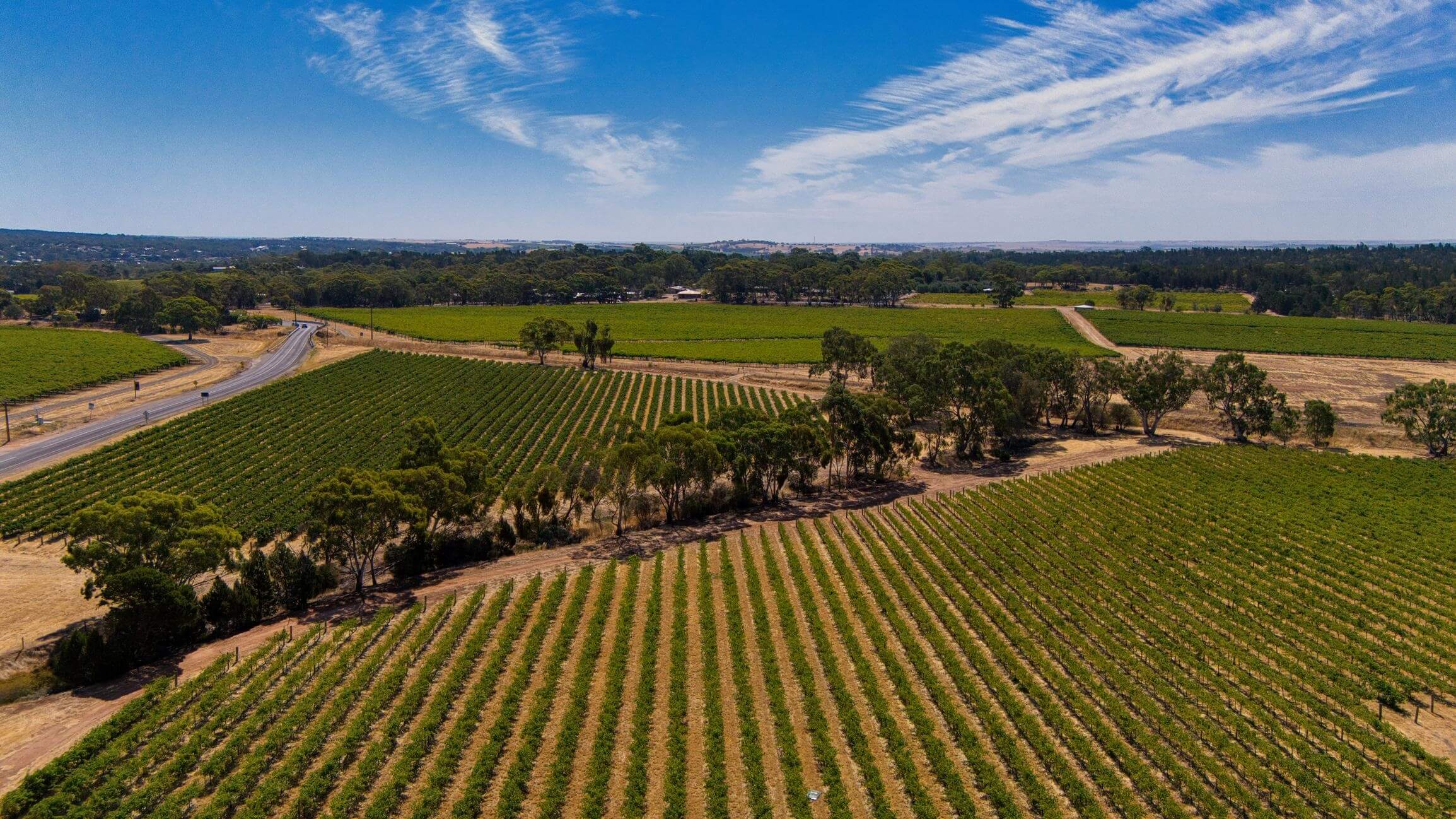 Cánh đồng nho tại thung lũng Barossa với các hàng nho thẳng tắp trải dài, khung cảnh đặc trưng của vùng sản xuất rượu vang nổi tiếng nước Úc.