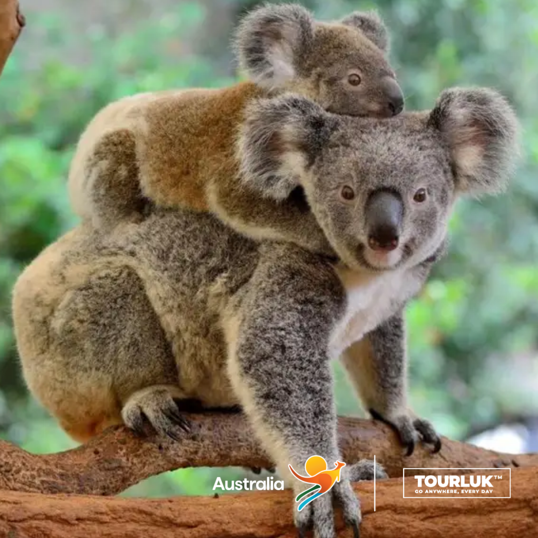 Gấu koala trên cành cây tại Úc, loài động vật biểu tượng nổi tiếng với bộ lông xám mềm mại và vẻ ngoài đáng yêu