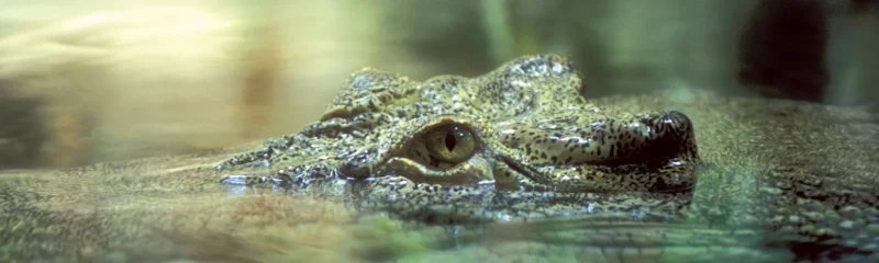 Tour 1 ngày Jumping Crocodile