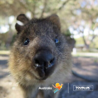 Cận cảnh chú quokka dễ thương tại đảo Rottnest nổi tiếng gần Perth Australia