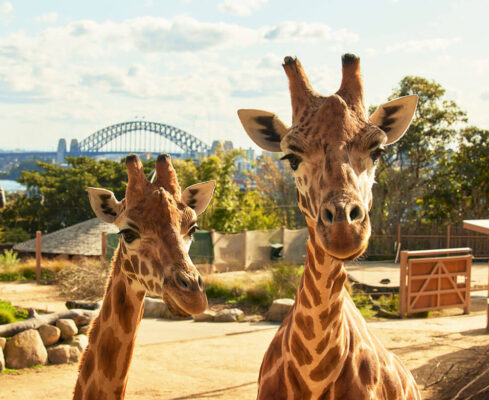 Hươu cao cổ tại Sydney Zoo Australia với khung cảnh Sydney Harbour Bridge phía sau, trải nghiệm du lịch Sydney Úc dành cho gia đình