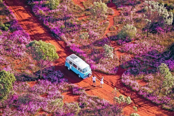 Toàn cảnh từ trên cao mùa hoa dại rực rỡ tại Western Australia, con đường đất đỏ chạy xuyên qua thảm hoa tím hồng trải dài bất tận. Một chiếc xe van dừng giữa thiên nhiên, hai du khách bước xuống tận hưởng hành trình road trip Úc đầy tự do và đáng nhớ.