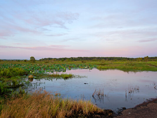 Tou 1 ngày kakadu fogg dam