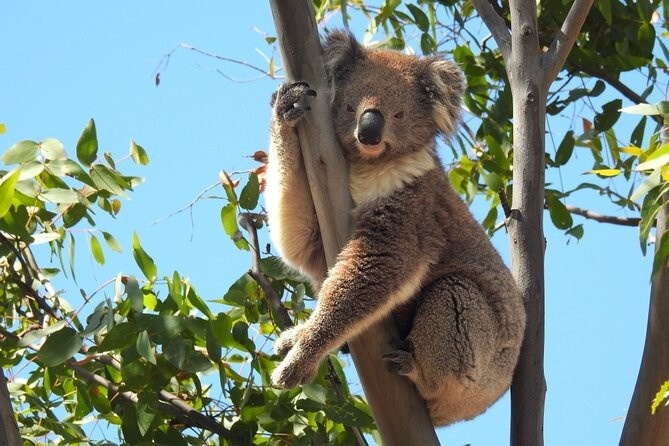 Koala đang ôm thân cây khuynh diệp tại Úc, động vật hoang dã biểu tượng của Australia