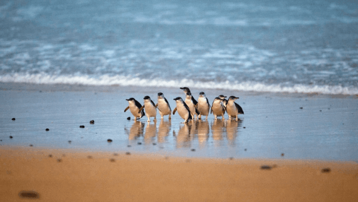 penguin parade Phillip Island little penguins walking to shore sunset Australia