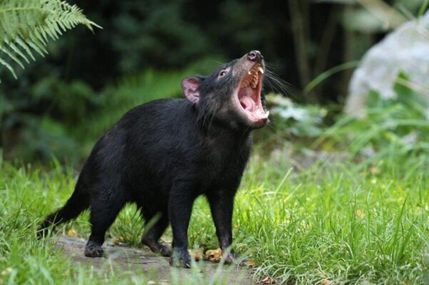 Quỷ Tasmania (Tasmanian Devil) – loài thú có túi ăn thịt đặc hữu nổi tiếng của nước Úc