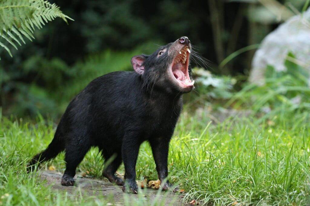 Tasmanian Devil tại Tasmania Úc – loài động vật hoang dã biểu tượng nổi tiếng của đảo Tasmania