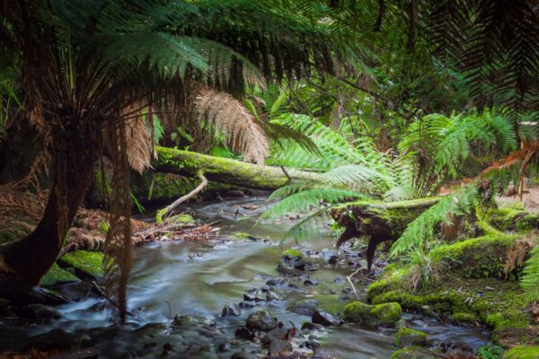 Rừng mưa cổ đại Tasmania với dòng suối trong xanh và cây dương xỉ khổng lồ tại Russell Falls.