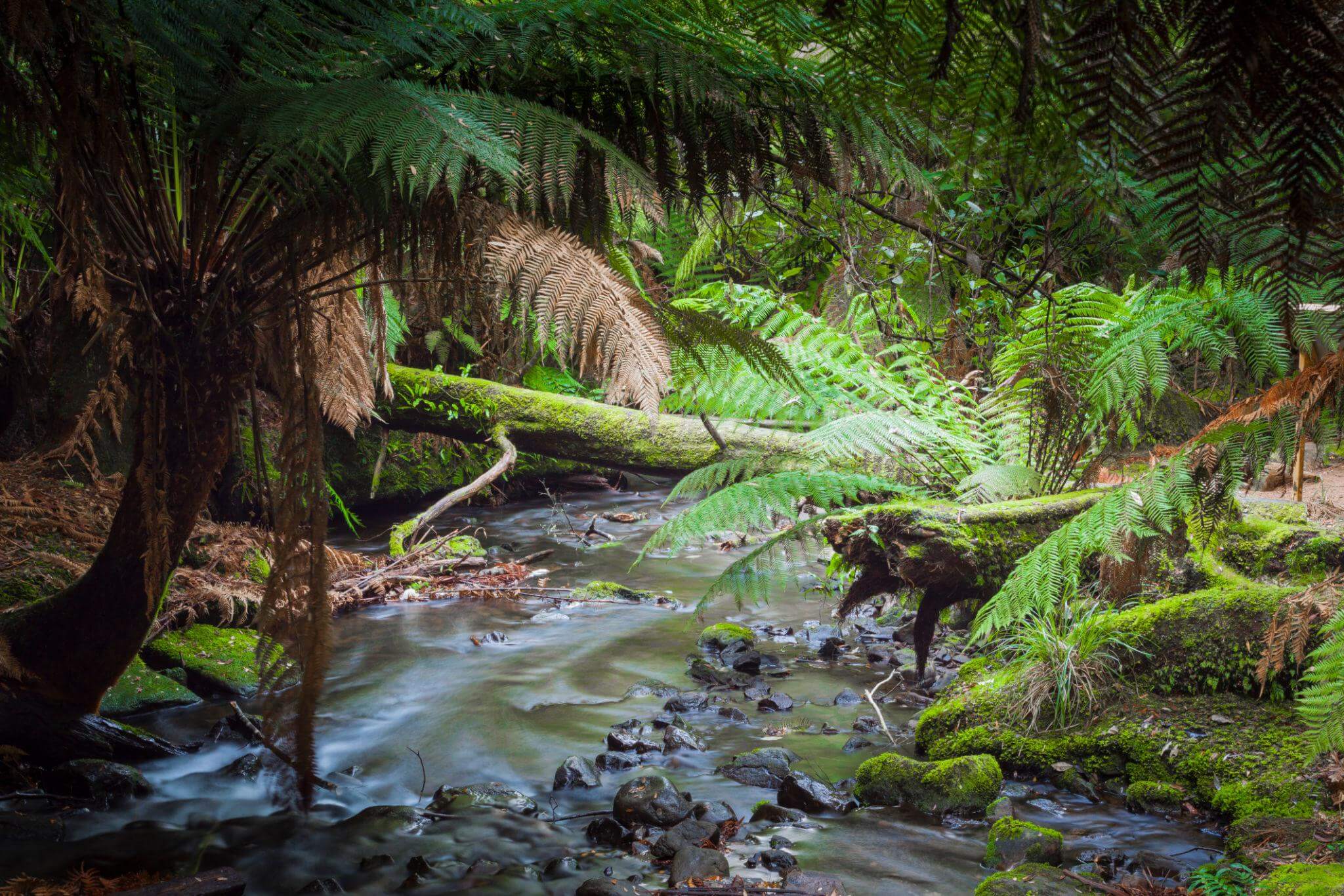Rừng mưa cổ đại Tasmania với dòng suối trong xanh và cây dương xỉ khổng lồ tại Russell Falls.