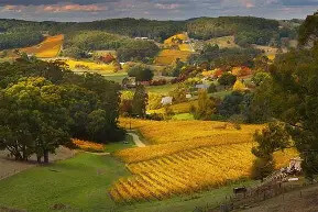 Adelaide Hills South Australia với những cánh đồng nho trải dài và phong cảnh thiên nhiên tuyệt đẹp gần thành phố Adelaide