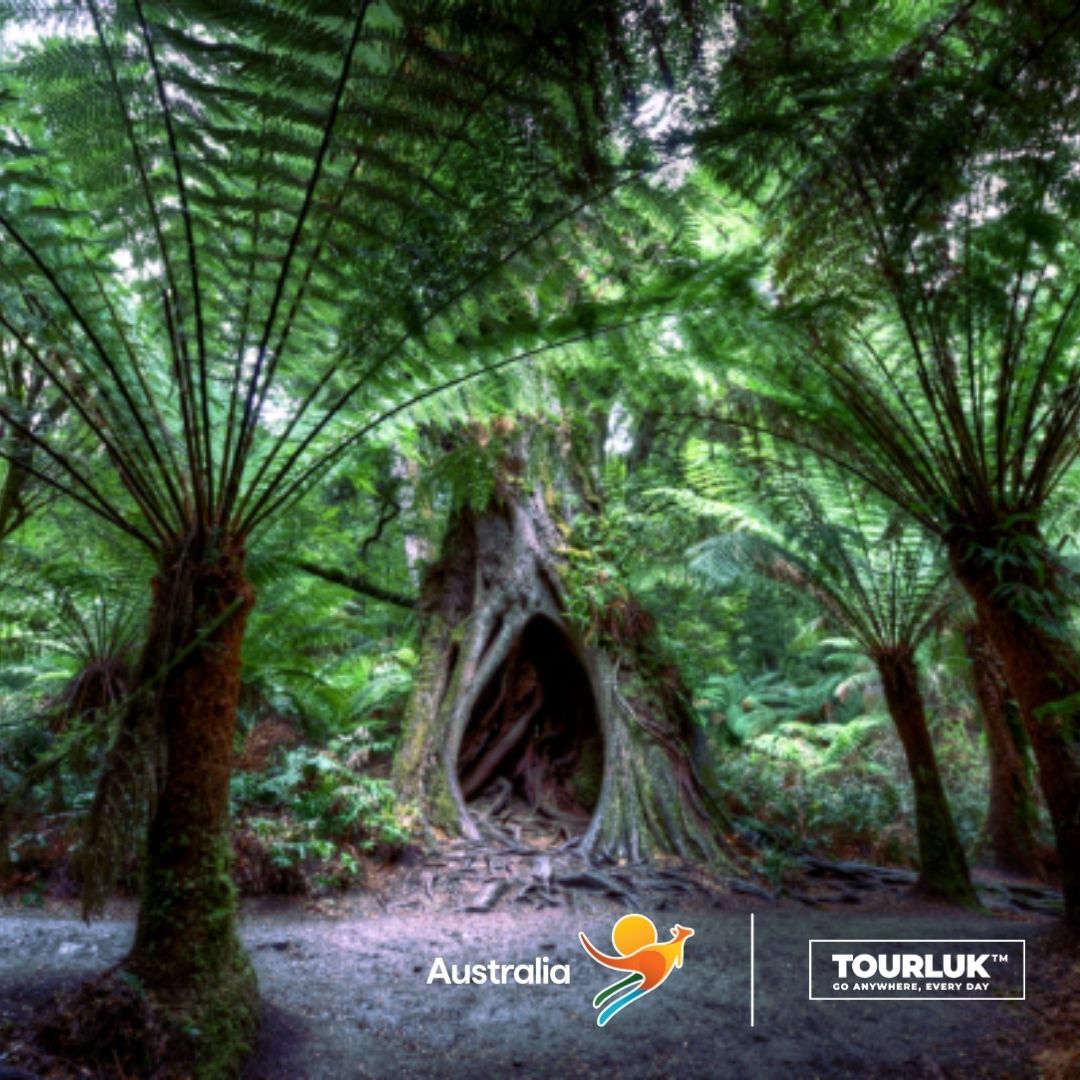 rừng mưa Otway với cây dương xỉ cổ đại trên Great Ocean Road