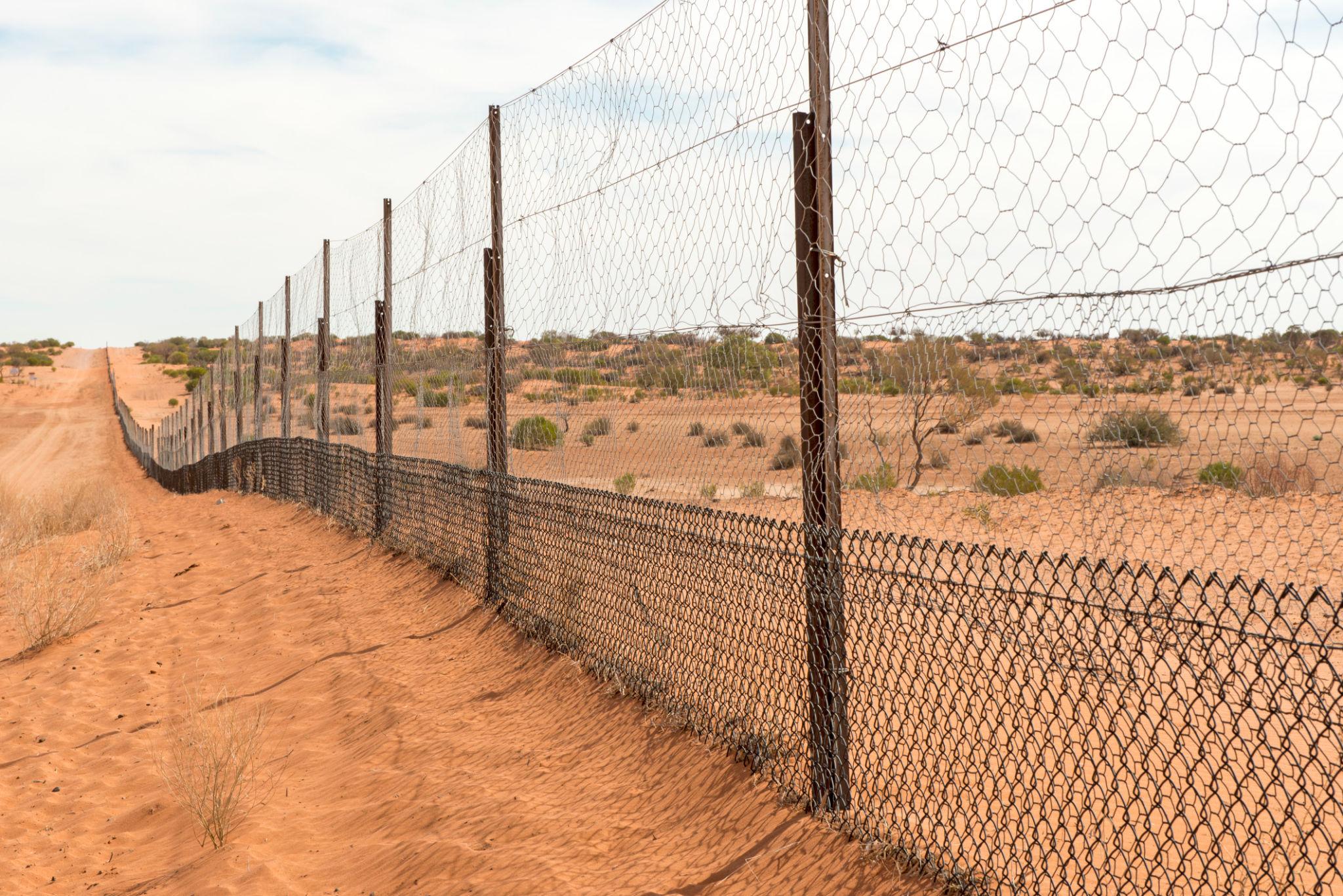 Dingo Fence – hàng rào dài hơn 5.600 km tại vùng nội địa Úc, được xây dựng để ngăn dingo bảo vệ khu vực chăn nuôi