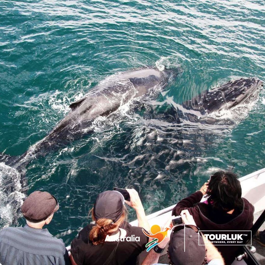 Jervis Bay nổi tiếng với bãi cát trắng mịn và làn nước trong xanh, là điểm đến biển đẹp hàng đầu tại New South Wales, Úc.