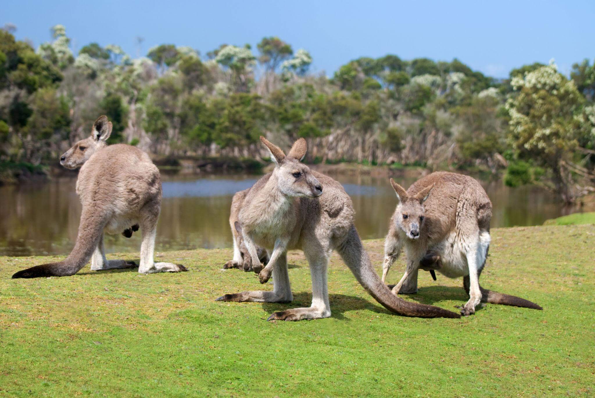 Đàn kangaroo tại Úc đứng trên đồng cỏ xanh với khung cảnh thiên nhiên hoang dã đặc trưng