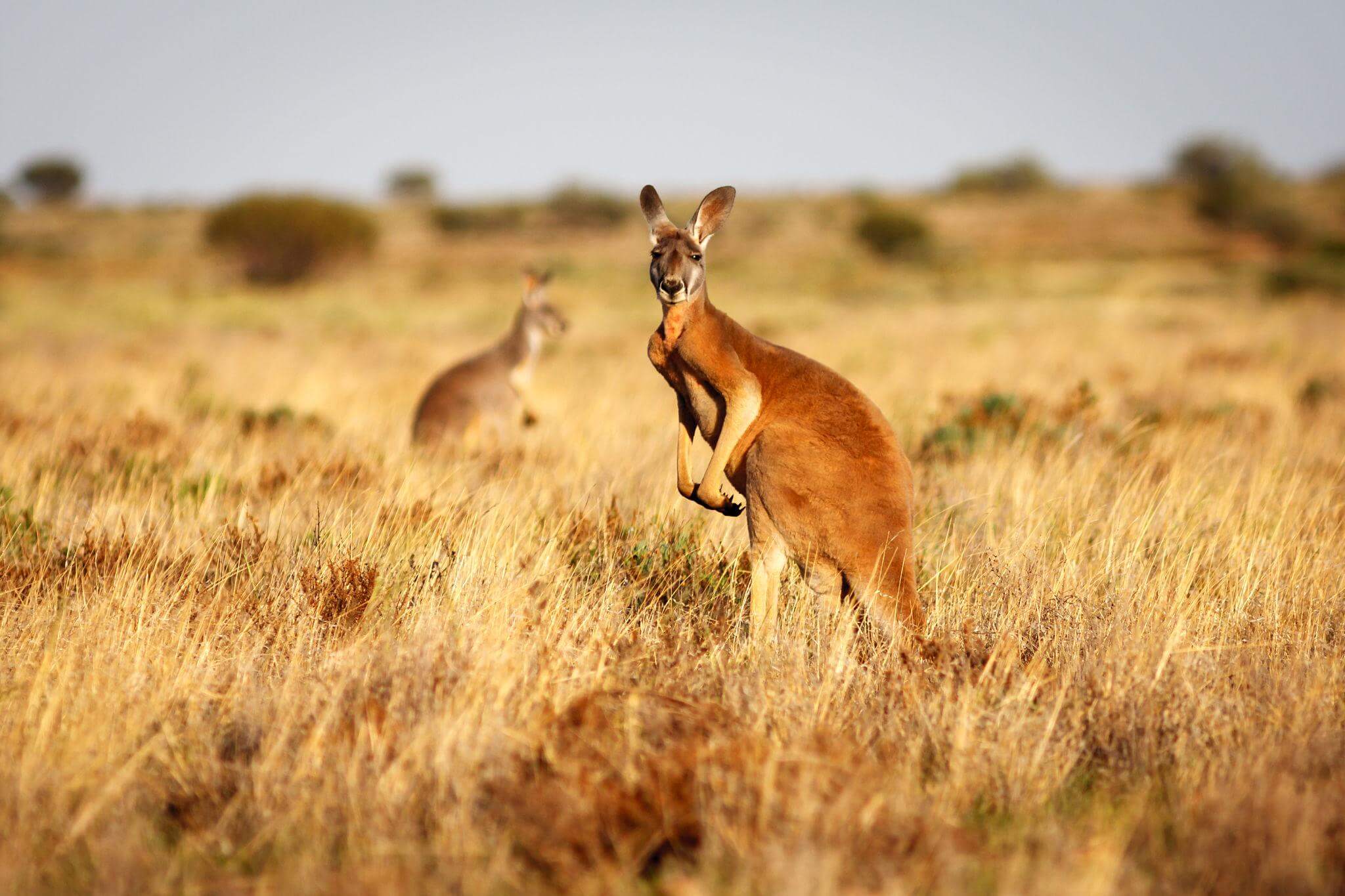 Kangaroo Úc đứng trên đồng cỏ khô vùng Outback với cảnh quan thiên nhiên hoang dã đặc trưng