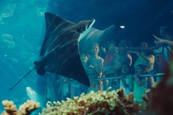 Khám phá sinh vật biển tại Sea World Gold Coast Úc