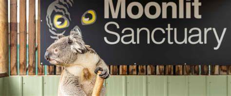 Du khách tham quan Moonlit Sanctuary Wildlife Conservation Park và trải nghiệm gặp gỡ động vật bản địa Úc gần Melbourne.