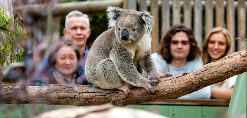 Gia đình du khách chụp ảnh cùng koala tại Moonlit Sanctuary Wildlife Conservation Park gần Melbourne, Úc.