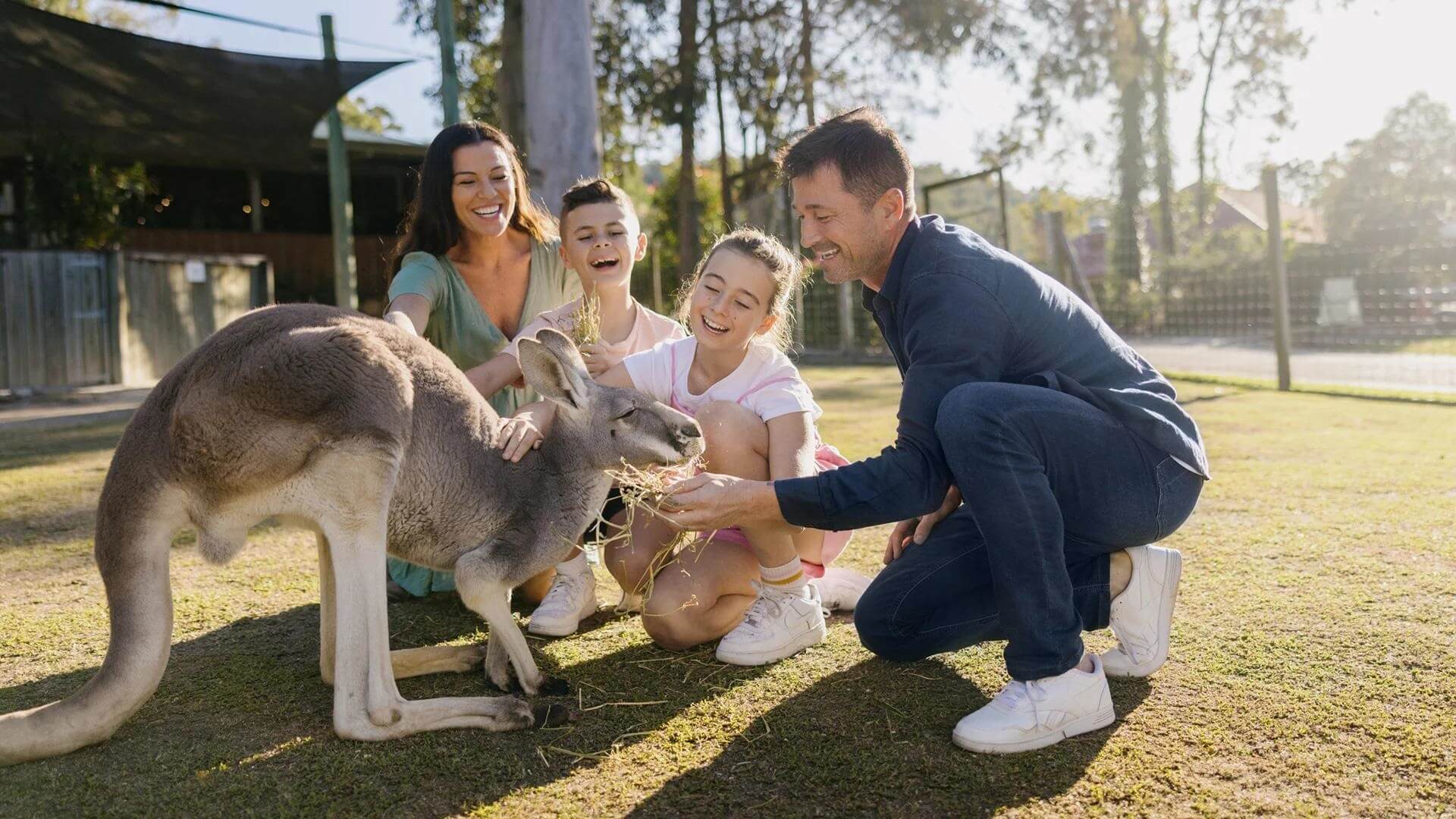 Gia đình du khách vui chơi và cho kangaroo ăn tại Paradise Country Farm ở Gold Coast, Australia.