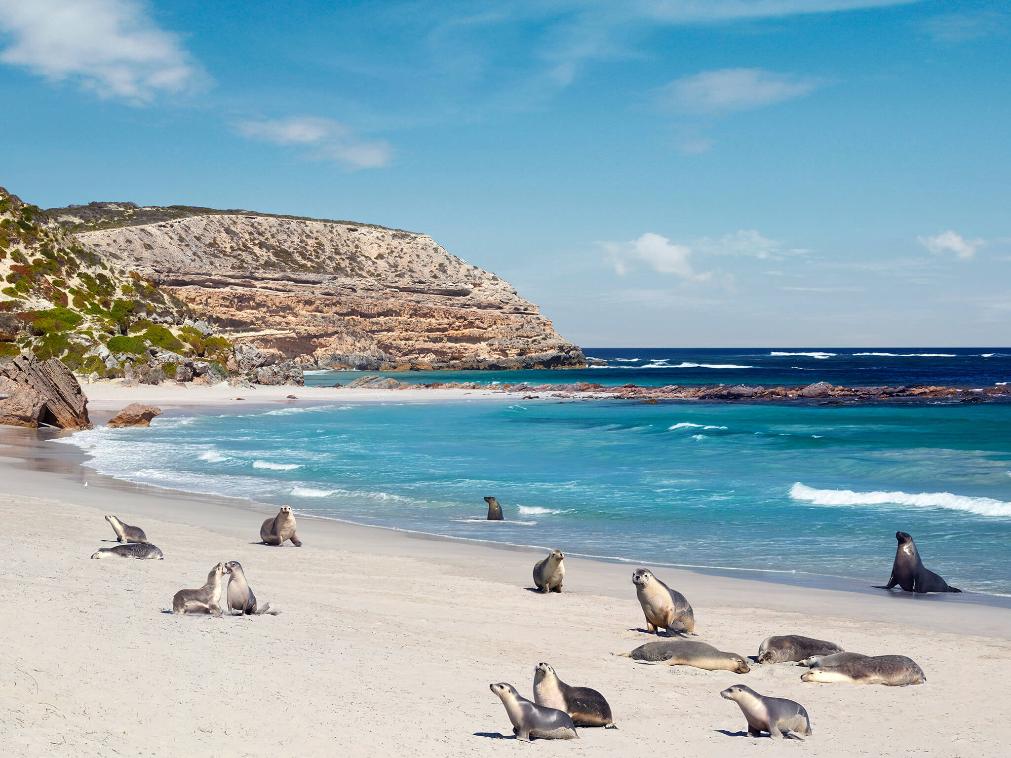 Bầy Australian sea lion nghỉ ngơi trên bãi cát tại Seal Bay Conservation Park, một điểm đến nổi bật để quan sát động vật hoang dã tại Nam Úc.