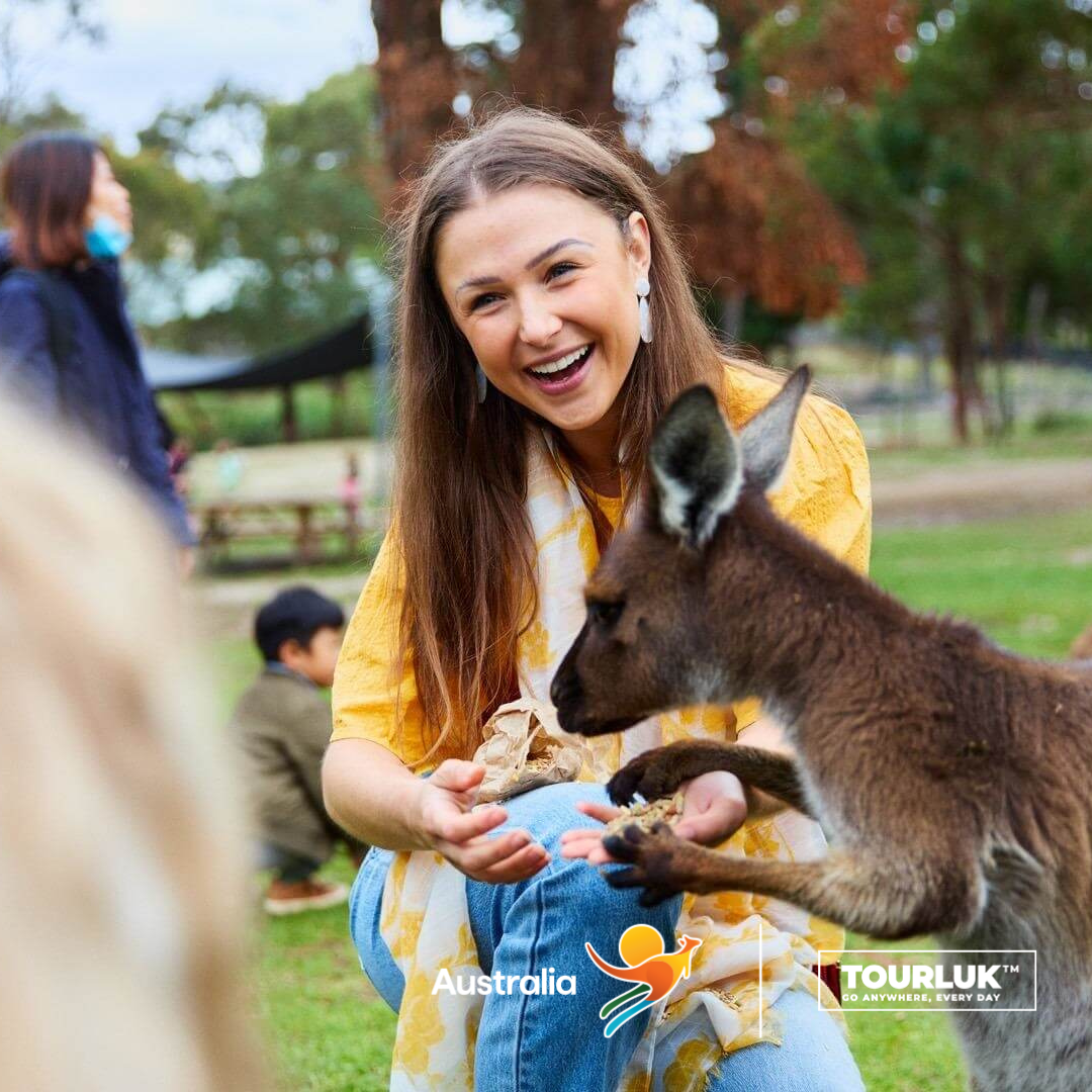 Du khách cho kangaroo ăn tại Ballarat Wildlife Park Australia