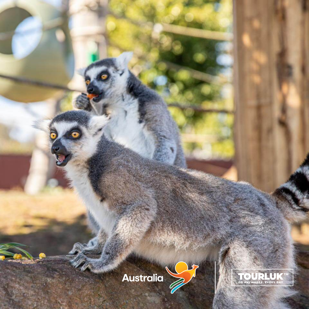 Tham quan sở thú Taronga Zoo Sydney trong hành trình du lịch Sydney Úc dành cho người đi lần đầu. 
