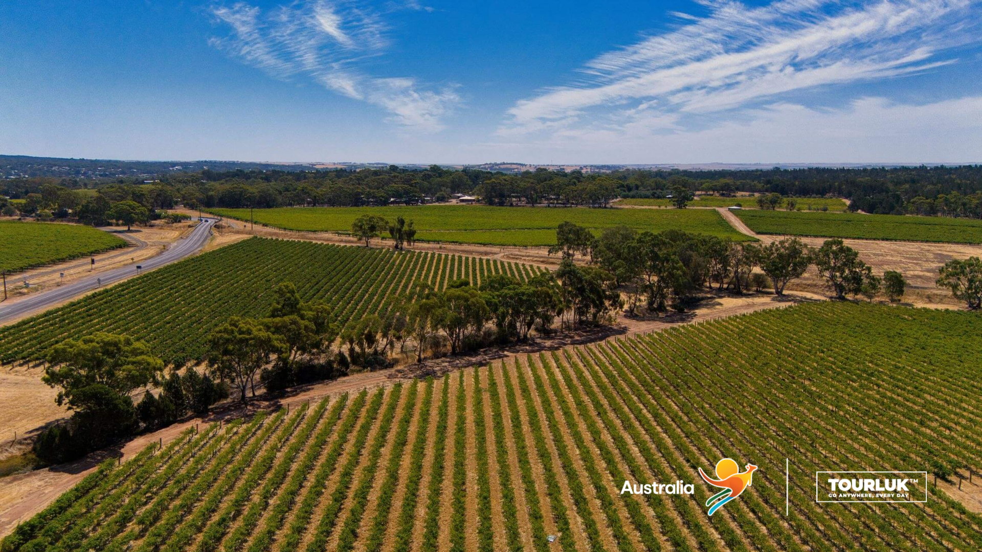 Cánh đồng nho tại thung lũng Barossa với các hàng nho thẳng tắp trải dài, khung cảnh đặc trưng của vùng sản xuất rượu vang nổi tiếng nước Úc.