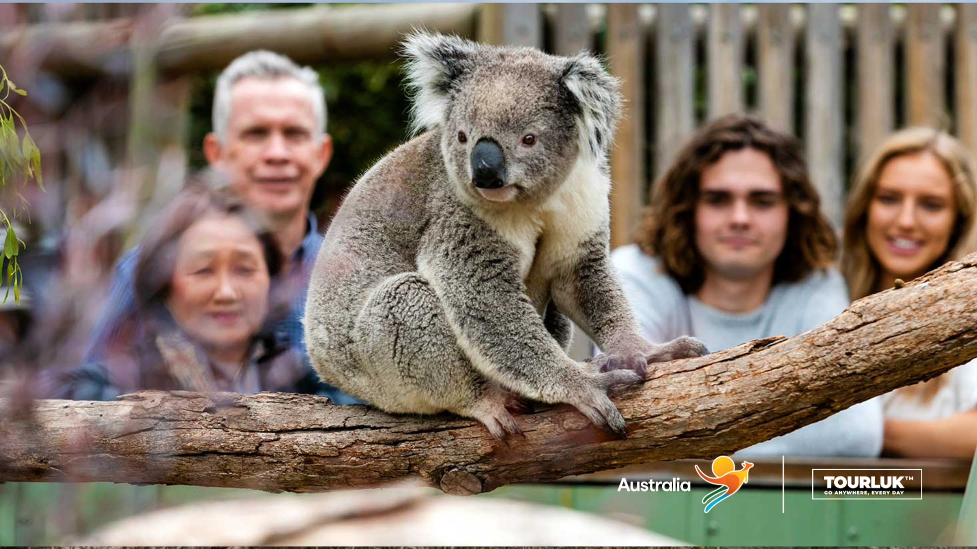 Gia đình du khách chụp ảnh cùng koala tại Moonlit Sanctuary Wildlife Conservation Park gần Melbourne, Úc.