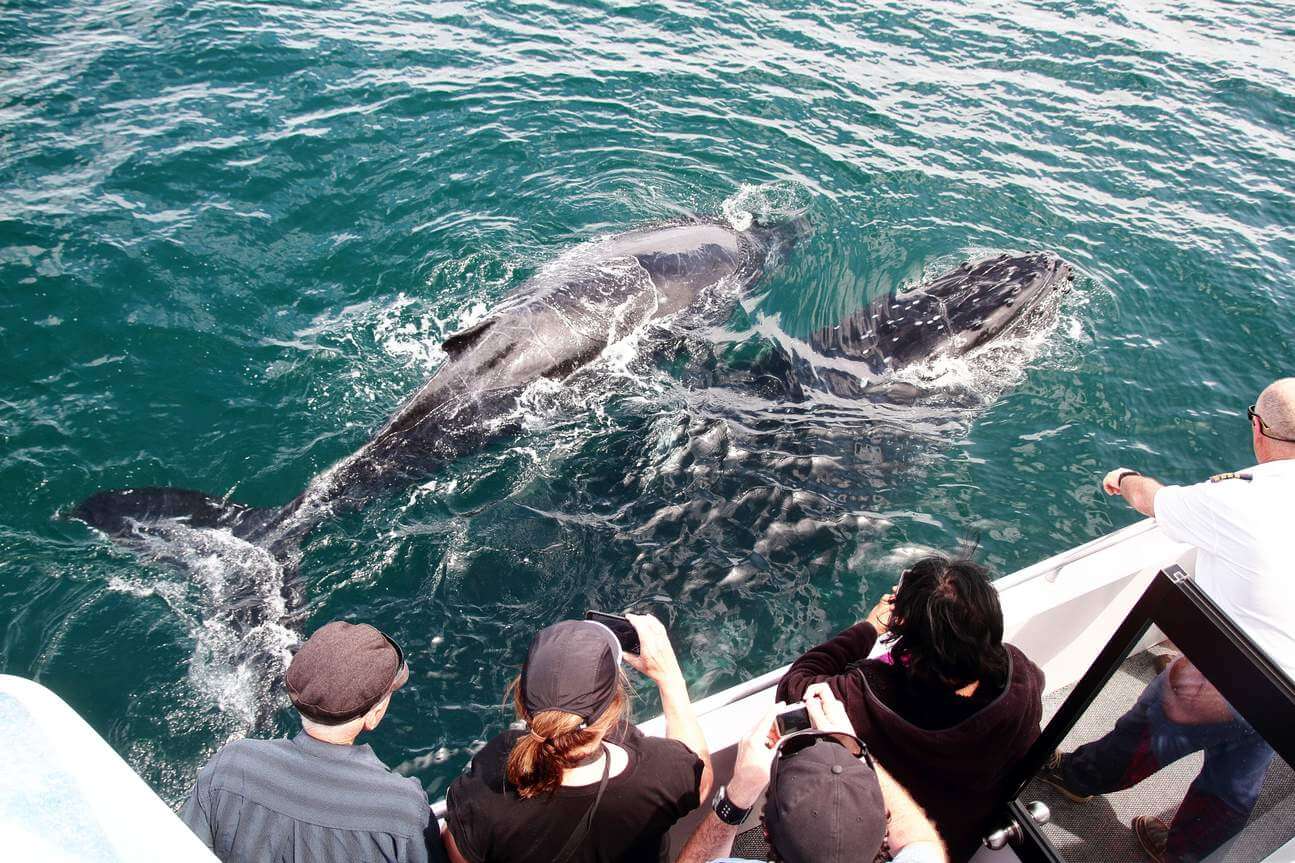 Jervis Bay nổi tiếng với bãi cát trắng mịn và làn nước trong xanh, là điểm đến biển đẹp hàng đầu tại New South Wales, Úc.