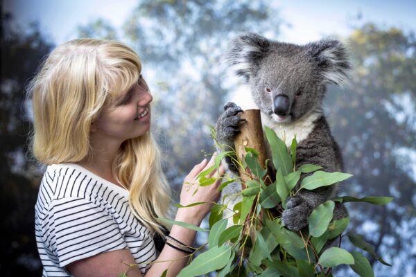 Caversham Wildlife Park tại Perth Western Australia với kangaroo và koala đặc trưng Úc