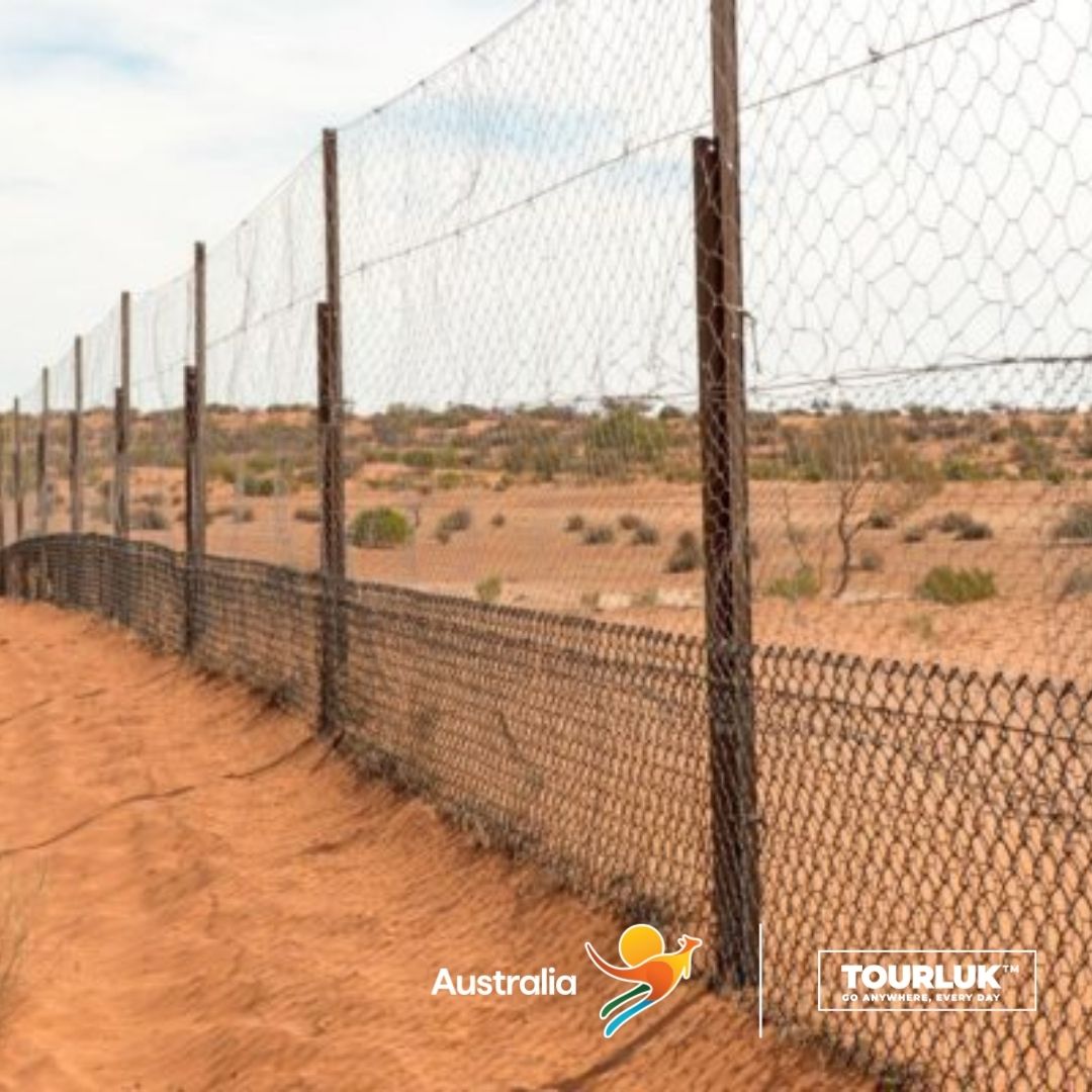 Dingo Fence – hàng rào dài hơn 5.600 km tại vùng nội địa Úc, được xây dựng để ngăn dingo bảo vệ khu vực chăn nuôi
