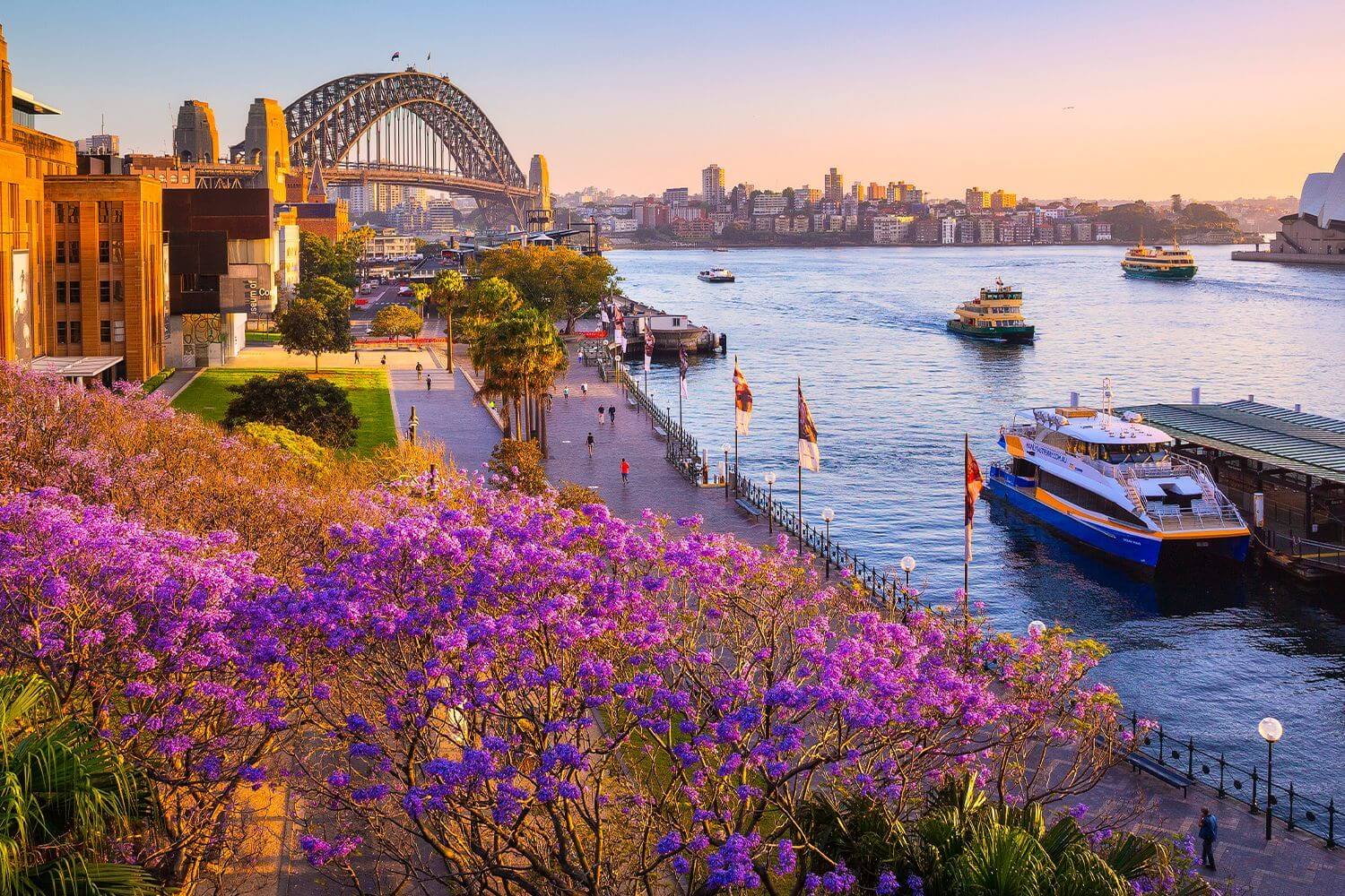 Khung cảnh Sydney Harbour rực rỡ vào mùa hoa Jacaranda với sắc tím phủ kín lối đi ven cảng, kết hợp cùng cầu Harbour Bridge và những chuyến phà tạo nên vẻ đẹp lãng mạn đặc trưng của Sydney vào mùa xuân.