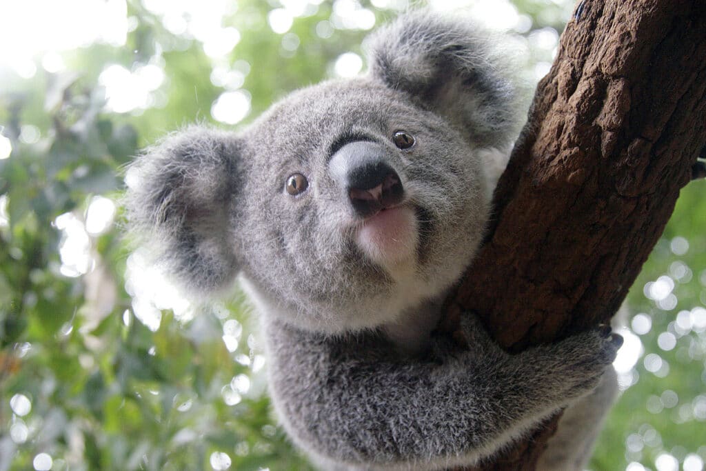 Koala trên cây tại Lone Pine Koala Sanctuary ở Brisbane Úc