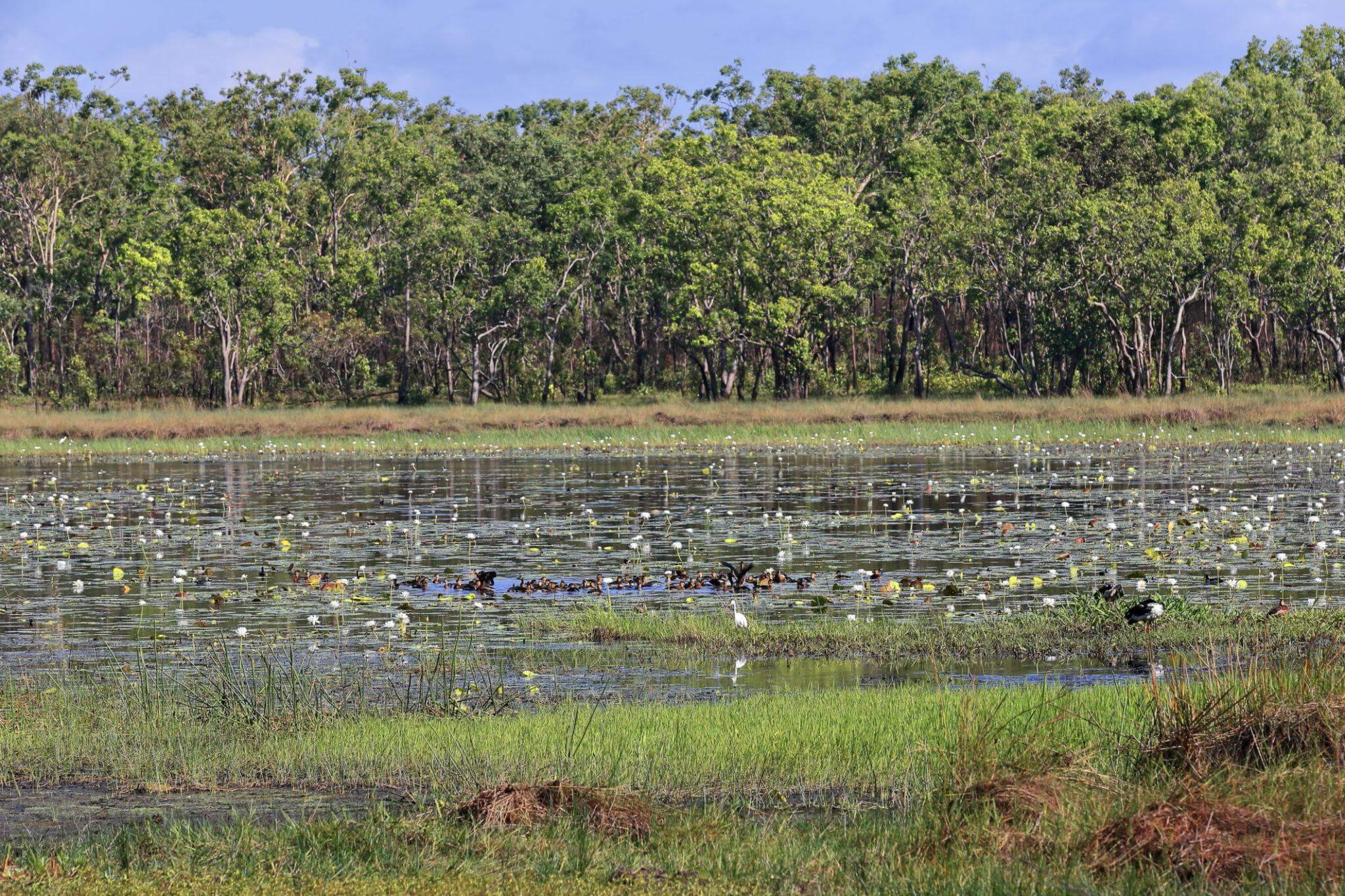 Mary River Wetlands Australia với vùng đất ngập nước và thiên nhiên hoang dã