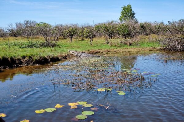 Khung cảnh vùng đất ngập nước khi khám phá Mary River Wetlands tại Northern Territory Australia