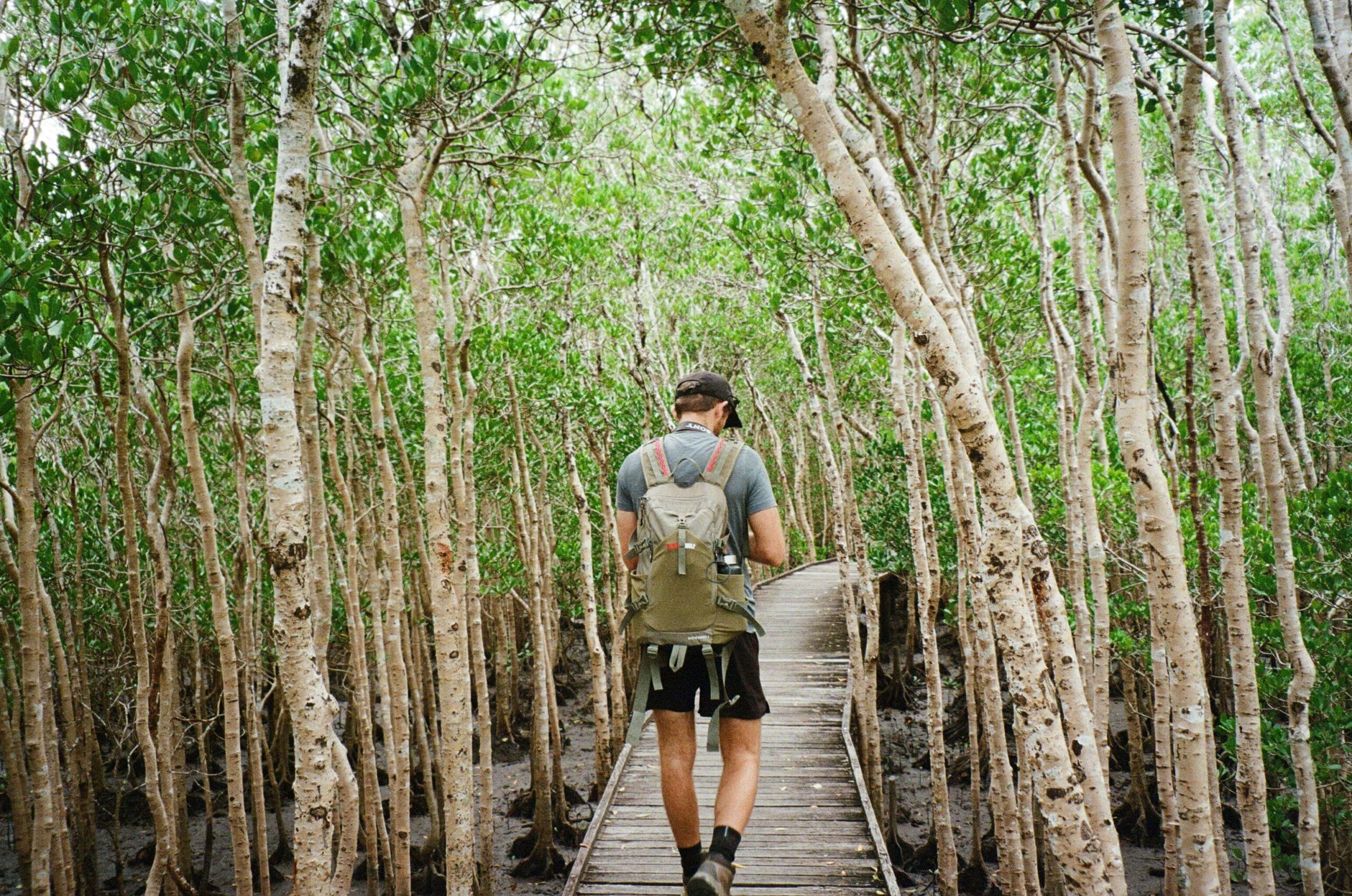 Du lịch Cairns qua khám phá rừng nhiệt đới