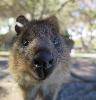 Cận cảnh chú quokka dễ thương tại đảo Rottnest nổi tiếng gần Perth Australia