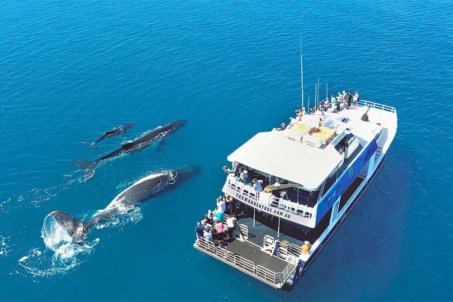 Du thuyền ngắm cá voi lưng gù gần K'gari, nơi du khách có thể quan sát Humpback whale bơi sát tàu trong hành trình khám phá thiên nhiên hoang dã tại Queensland, Úc.