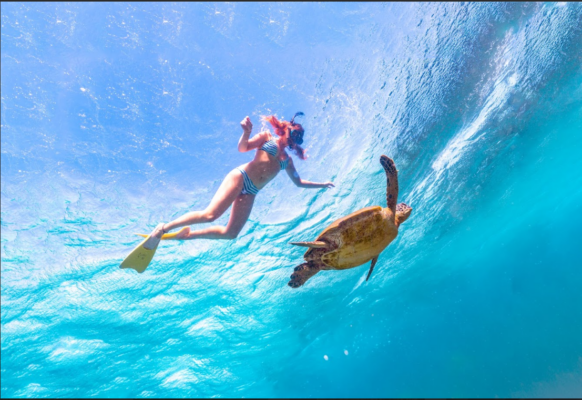 du lịch perth úc khám phá đại dương và rùa biển tự nhiên